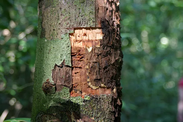 Exploring the Four Main Types of Cinnamon